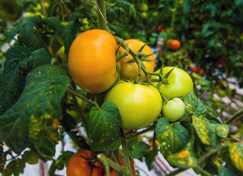 The existing agricultural complex in Kherson